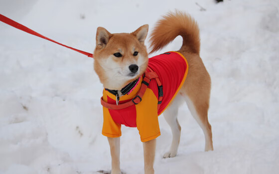 泰国马术协会与亚洲马术协会建立合作关系，推动区域发展。，泰国马场在哪里