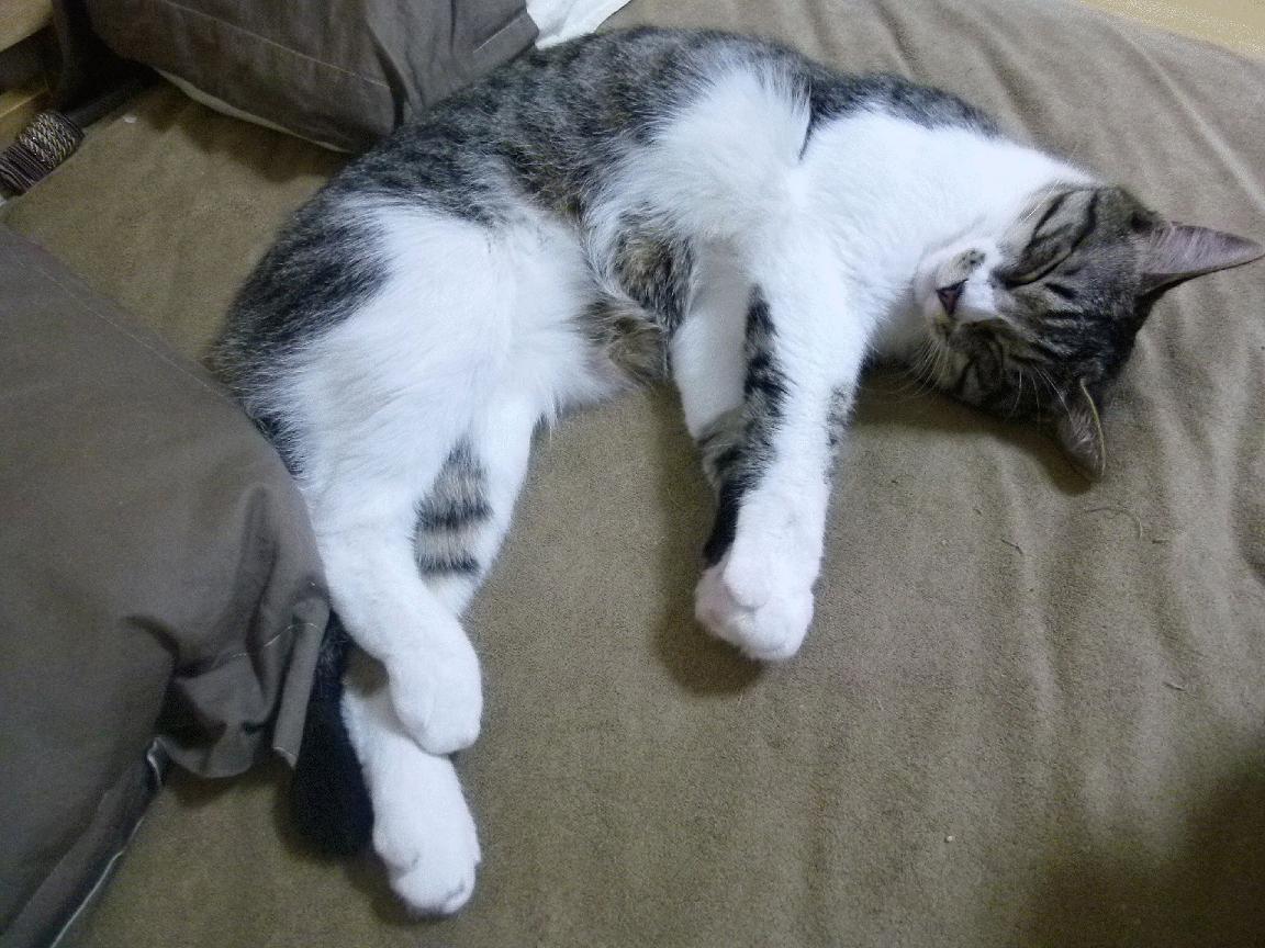 电竞战队的后勤保障：健康饮食与生活服务，电竞战队工作人员