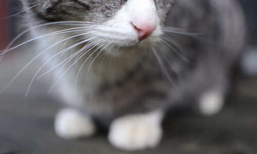 电竞赛事数字化运营水平提升，电竞赛事行业的赛事运营