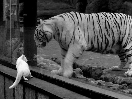 车手家庭：那些温暖的幕后故事，车手的命运