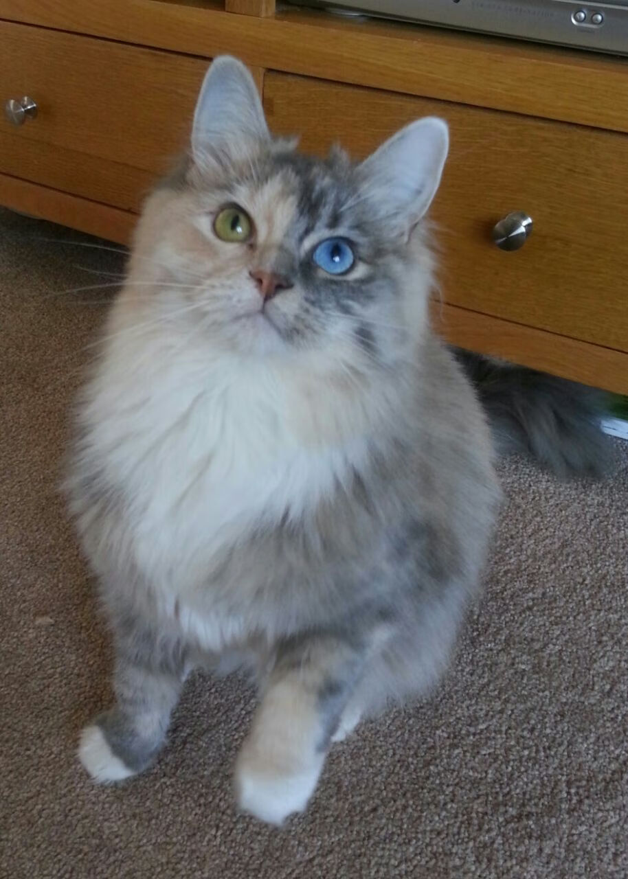 C9鏖战五局险胜对手，wec9第五局