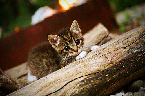 中国足球俱乐部经营模式多元化发展，中国职业足球俱乐部的经营内容
