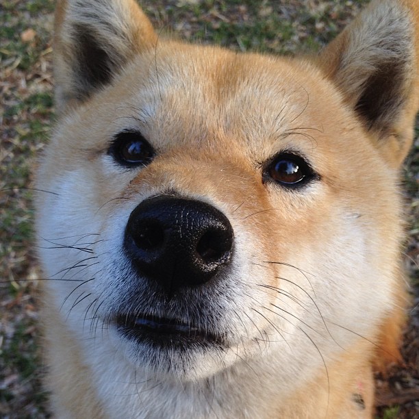 厄瓜多尔队实力大增 伊拉克苦战，厄瓜多尔vs