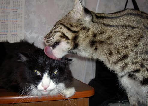 尤文图斯不敌拜仁，遗憾无缘欧冠八强，尤文图斯vs拜仁慕尼黑欧冠