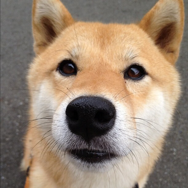 意甲传奇球星回顾辉煌历史，粉丝感慨万千，2021意甲球星