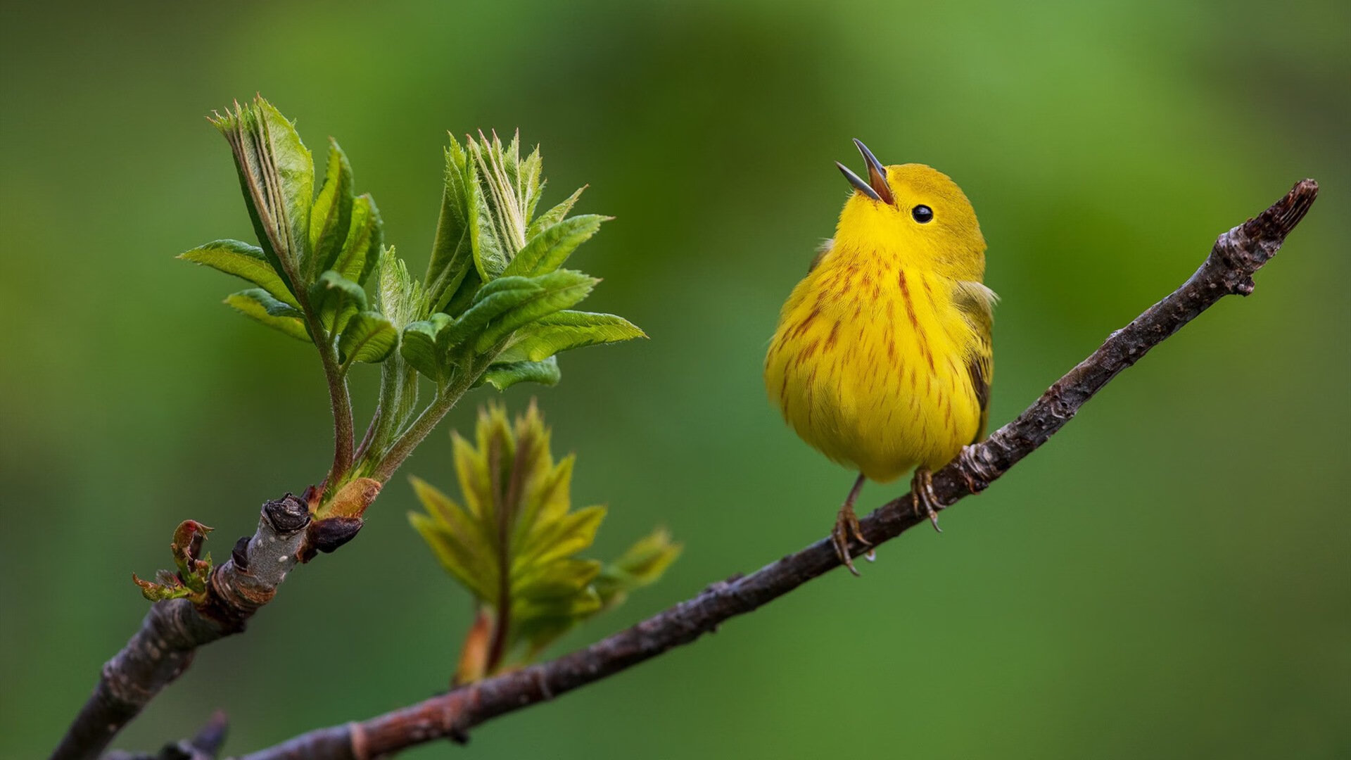 拉脱维亚连平两场，出线形势严峻，拉脱维亚简介一下