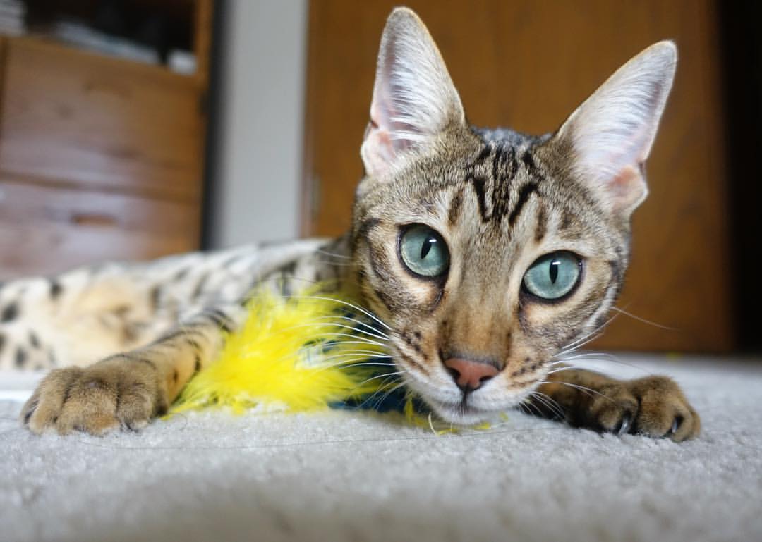 西甲焦点比赛:皇马主场迎战马竞,悬念渐浓,西甲皇马马竞视频直播