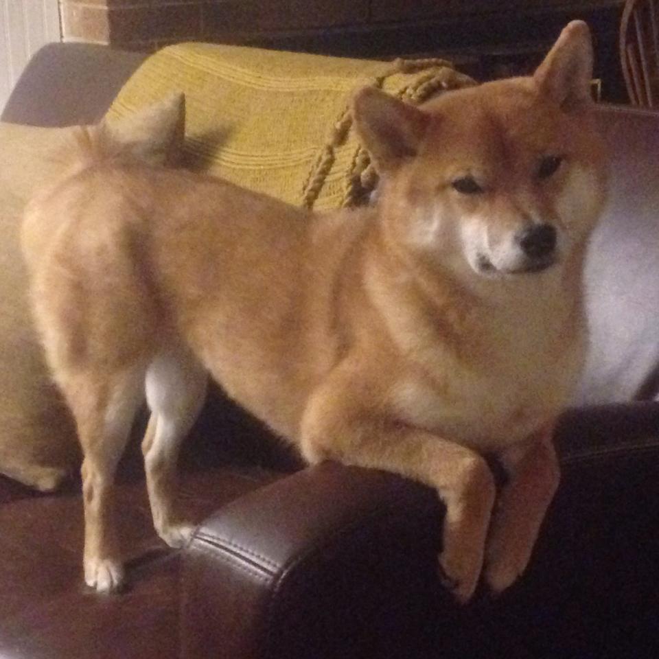 九游娱乐-中国男篮持续提升防守效率，中国男篮面临一个可怕的对手