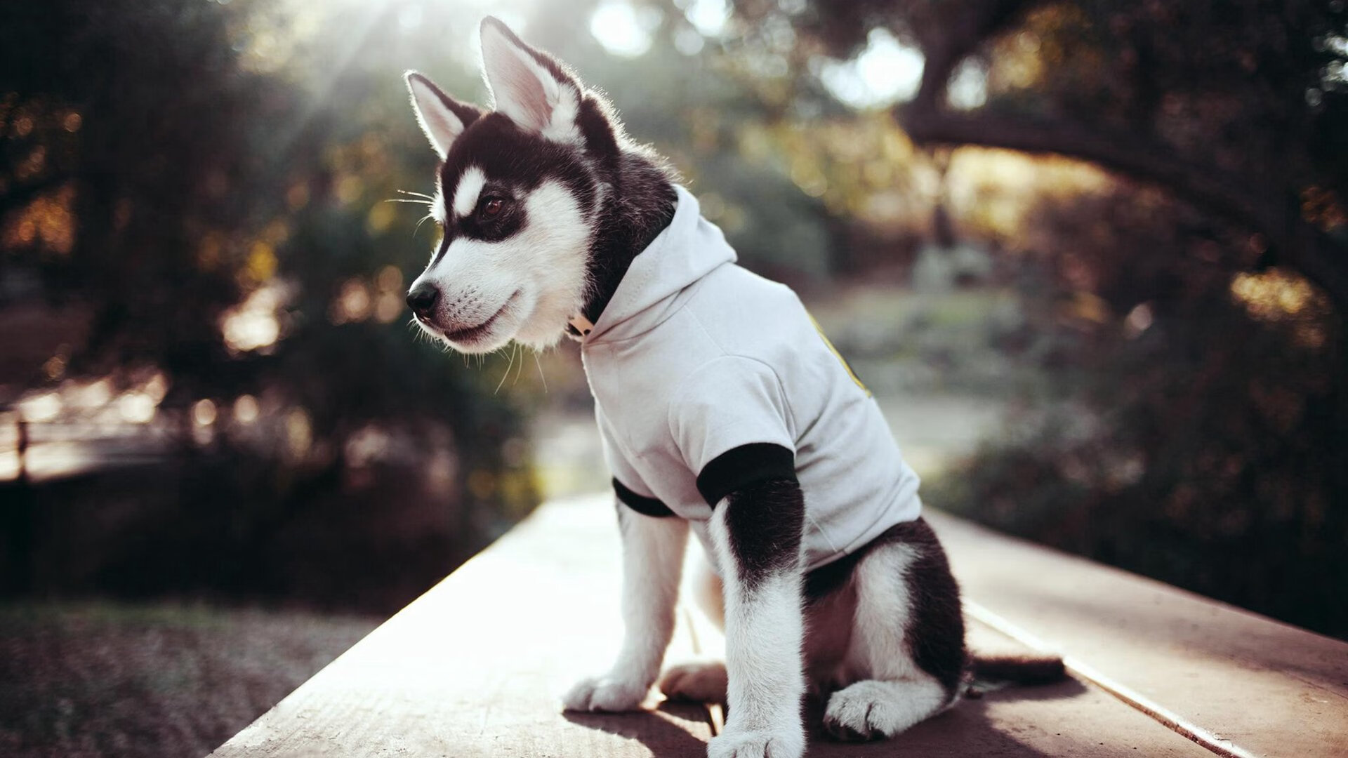 国际乒联混合团体世界杯：澳大利亚队的表现是新兴力量的代表，国际乒联世界巡回赛澳大利亚公开赛